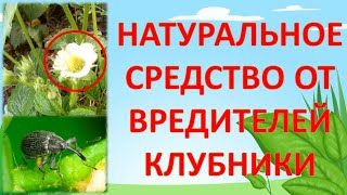 Средство от долгоносика и от клещей на клубнике во время цветения  плодоношения  Земляника, клубника