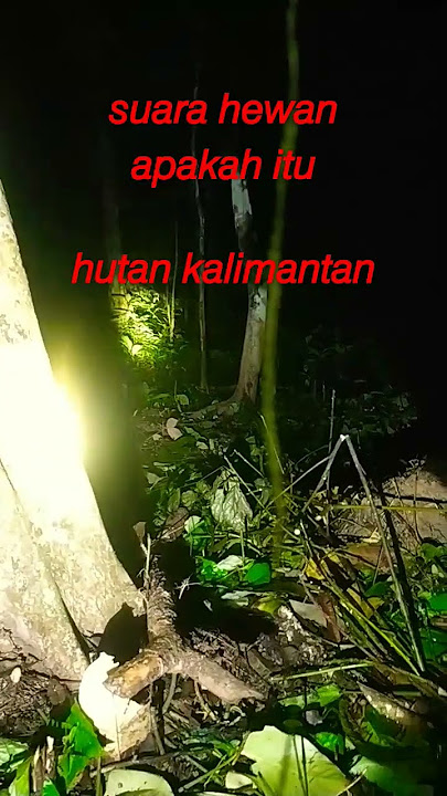 𝘴𝘶𝘢𝘳𝘢 𝘩𝘦𝘸𝘢𝘯 𝘥𝘪𝘩𝘶𝘵𝘢𝘯 𝘬𝘢𝘭𝘪𝘮𝘢𝘯𝘵𝘢𝘯 #youtubeshorts #𝘴𝘩𝘰𝘳𝘵𝘴 #suarahewan #hutanangker #hutankalimantan