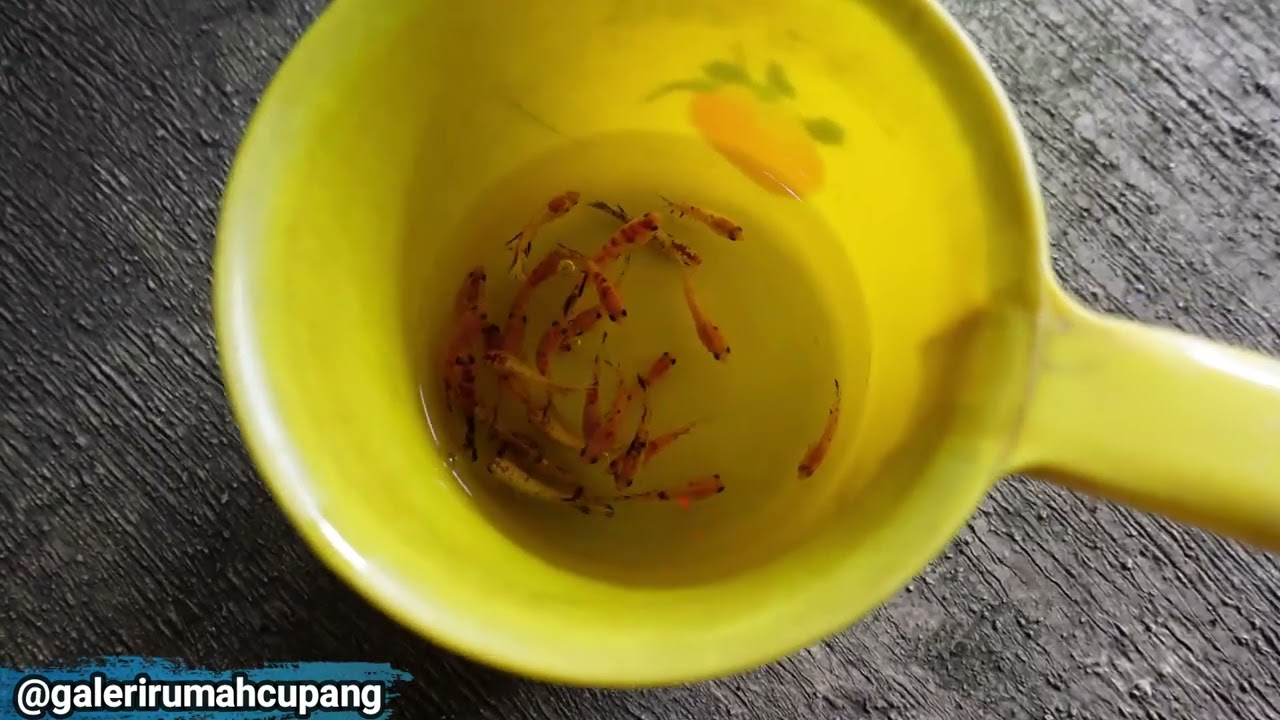 Sortir Tipis Red Koi Copper