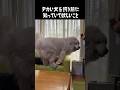 大型犬を飼う前に知っていて欲しいこと #greatpyrenees #癒し #大型犬のいる生活 #大型犬と暮らす #大型犬 #グレートピレニーズ #愛犬 #犬のいる生活 #いぬすたぐらむ