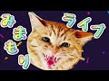 【睡眠導入見守り配信】明日どうなるかわからない外猫の世界と、家猫。(5月17日)