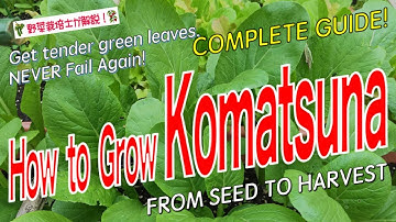 How to Grow Komatsuna (Japanese Spinach): The COMPLETE Guide from Seed to Harvest