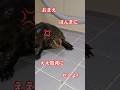 トイレの花子さん🐢#short#亀#ウンキュウ#かめ#動物#ペット#可愛い#動画#流行る#バズる#ウケる#人気#大人気#爆笑#恐怖#怖い#トイレの花子さん #turtle #爬虫類#楽しい#怒る