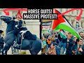 Horse quits helicopter patrols  massive protest descends on horse guards   royal guard london