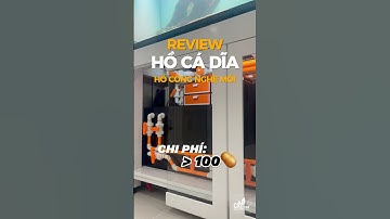 [P.3] Hồ Cá Công Nghệ Mới | Hồ Cá Dĩa | Setup Hồ Cá Dĩa kết hợp Cây Thuỷ Sinh #caylanha