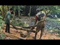 smart technique of cutting and splitting coconut trees with a chainsaw #vidio #saw #viralvideo #fyp