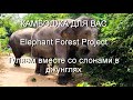 Elephant Forest Project. Прогуливаемся со слонами в джунглях