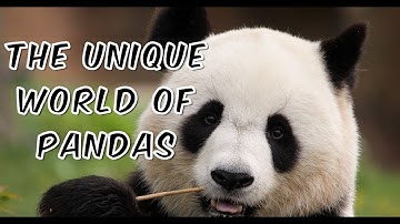 Amazing Panda Facts You Never Knew: Discover Their Unique World