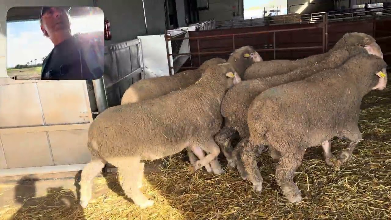 Os enseñaré todas las secciones del concurso de Zafra 2026