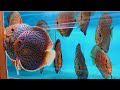 Secrets shared by a lifetime discus breeder  discus hatchery tour