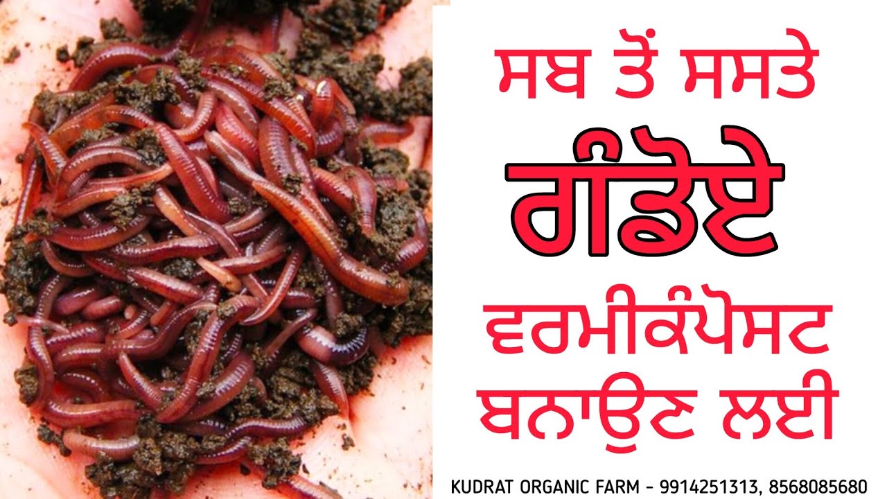 earthworms for sale in punjab 