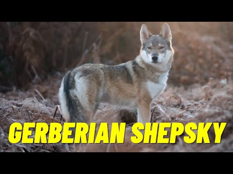 Gerberian Shepsky - The Awesome Mix of German Shepherd Husky Mix - Top 10 Facts