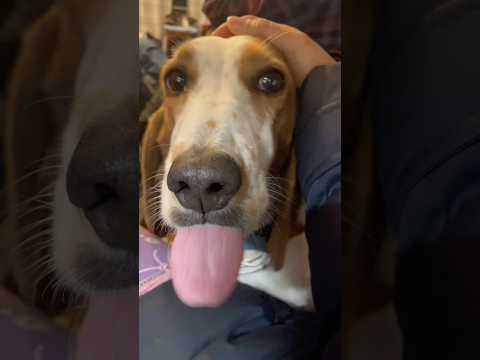 You Re So Cute Dottie 