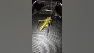 Dering!! Suara Belalang Hijau