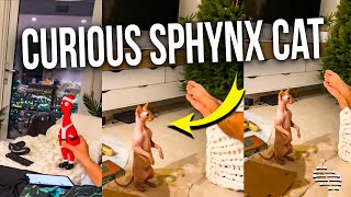 Curious Sphynx Cat Standing on Hind Legs as Owner Uses a Squeaky Duck Toy