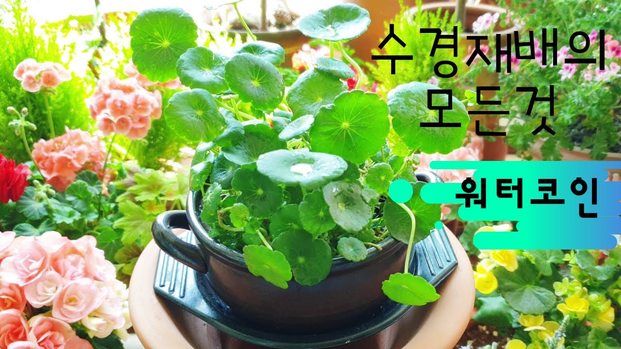 초보도 따라할 수 있는 수경재배 방법의 모든것, 워터코인 수경재배, 수경재배 팁, 제라늄 선반 구입처. 키우기 쉬운 식물, 워터코인  예쁘게 키우는법