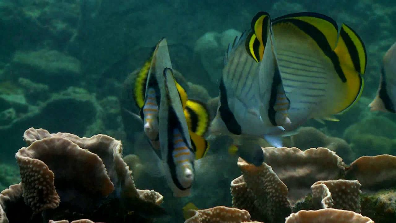 線上影音 海洋國家公園管理處 線上影音 海洋國家公園管理處