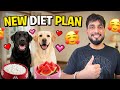 Finally Diet Change Krdi | SiyaGypsy | #dog #viral #pets