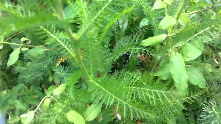 Harvesting yarrow to dry for tea, natural medicine