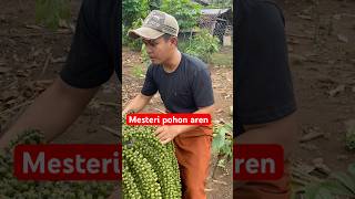 Pohon aren viral #reels