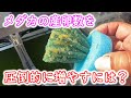 【めだか】メダカの産卵数を増やす方法。餌?ミジンコ?実は・・・ B型おやじ