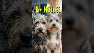 I Spent 327 Minutes Healing This Rescue Dog's Hidden Injury 🩹🥺