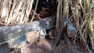 Sniff Through the Woods Back to the Stick Teepees by ClydeBasset 135 views 1 month ago 3 minutes, 20 seconds