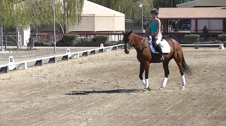 dressage 1012 009