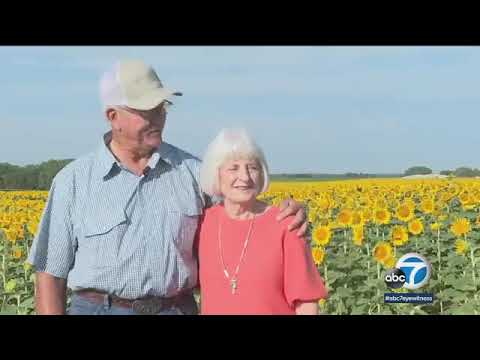 Kansas farmer plants 1.2M sunflowers as 50th anniversary gift for wife