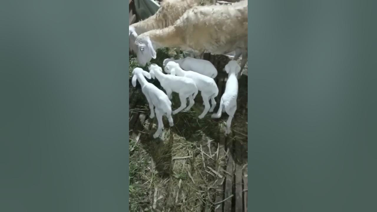 Bisa cepet kaya kalau semua ternak kaya gini 😅