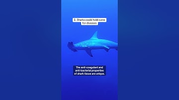 5 Things Sharks Do for You