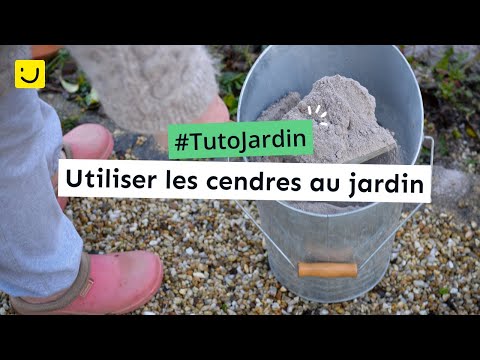 Vidéo: Tout Sur Les Cendres Comme Engrais