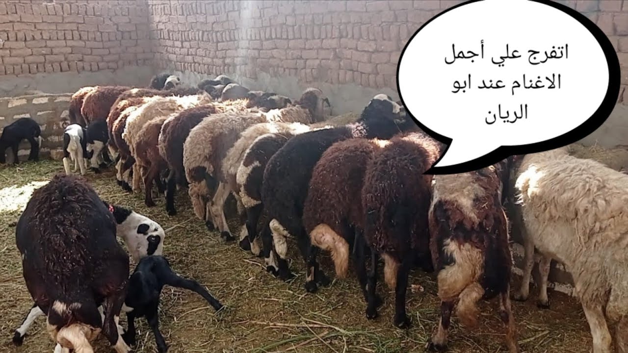 عروض النوادر (٥)بدريه لتسمين بسعر (٢٧٥٠٠)فرصه مشروع ببلاش (٠١١٥٧٧٩٠٦٠١)#عروض_بيع_الاغنام 