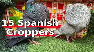 All Spanish Croppers Explained -  Complete Guide to Spain’s Most Impressive Pouters