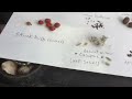 Healing the desert with... some locally collected seeds