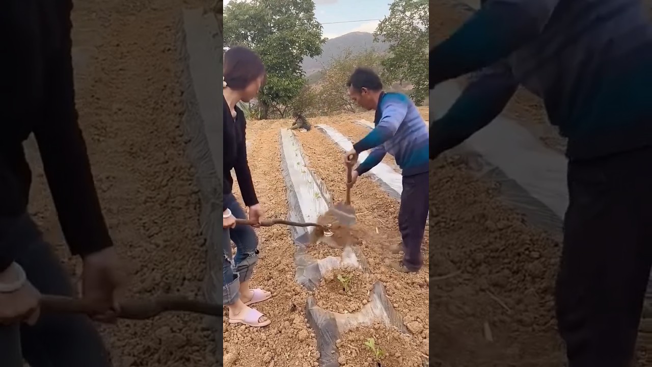 Simple technique for adding soil to the base of a tree