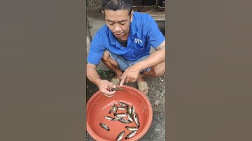 Cá Rô Đồng Làm Món Gì Ngon Đây Mọi Người Ơi