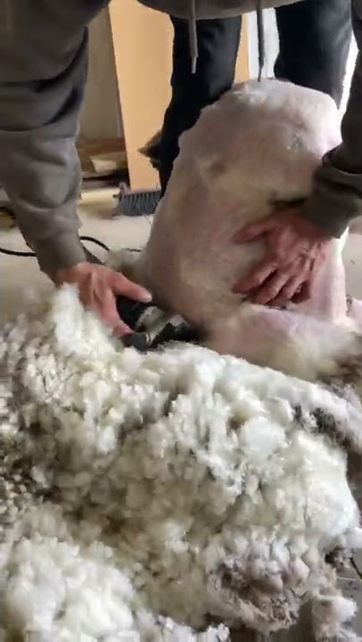Heiniger Xpert Sheep Shearer