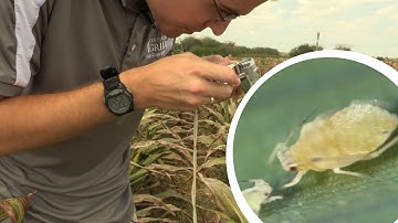 Sugarcane Aphid Identification Basics