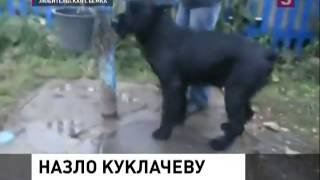 Собаку за водой!