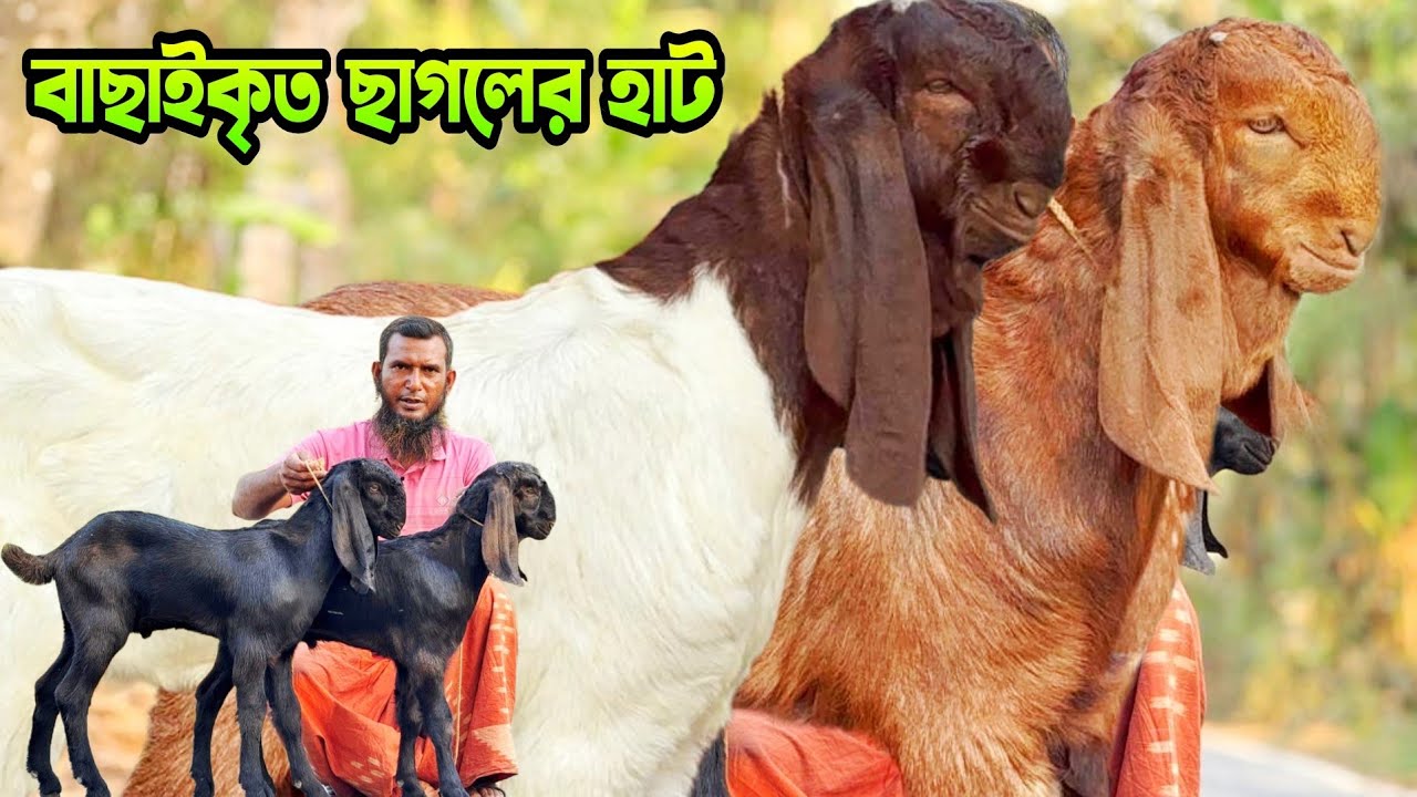 বাছাইকৃত ছাগলের হাট মোহাম্মদ ভাইয়ের বাণিজ্যিক খামার। ছাগল কিনতে যোগাযোগ করুন #goatfarming 