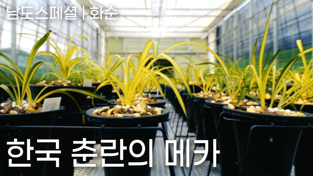 [남도스페셜] 화순, 한국 춘란의 메카를 꿈꾸다｜240530 남도스페셜