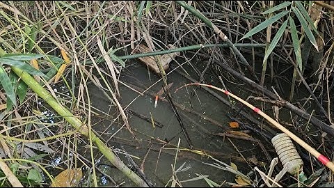 Tập 70 : tôi câu cá trúng đường kênh này cát trê cá rô đồng con nào cũng to quá ngon