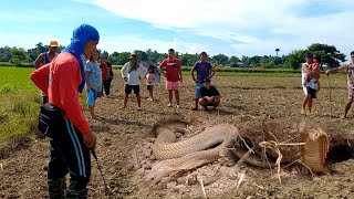 MISIS KAMANDAG MAS MATINIK SA COBRA | DALAWANG COBRA SA STA. MARIA PANGASINAN | JTG Kamandag