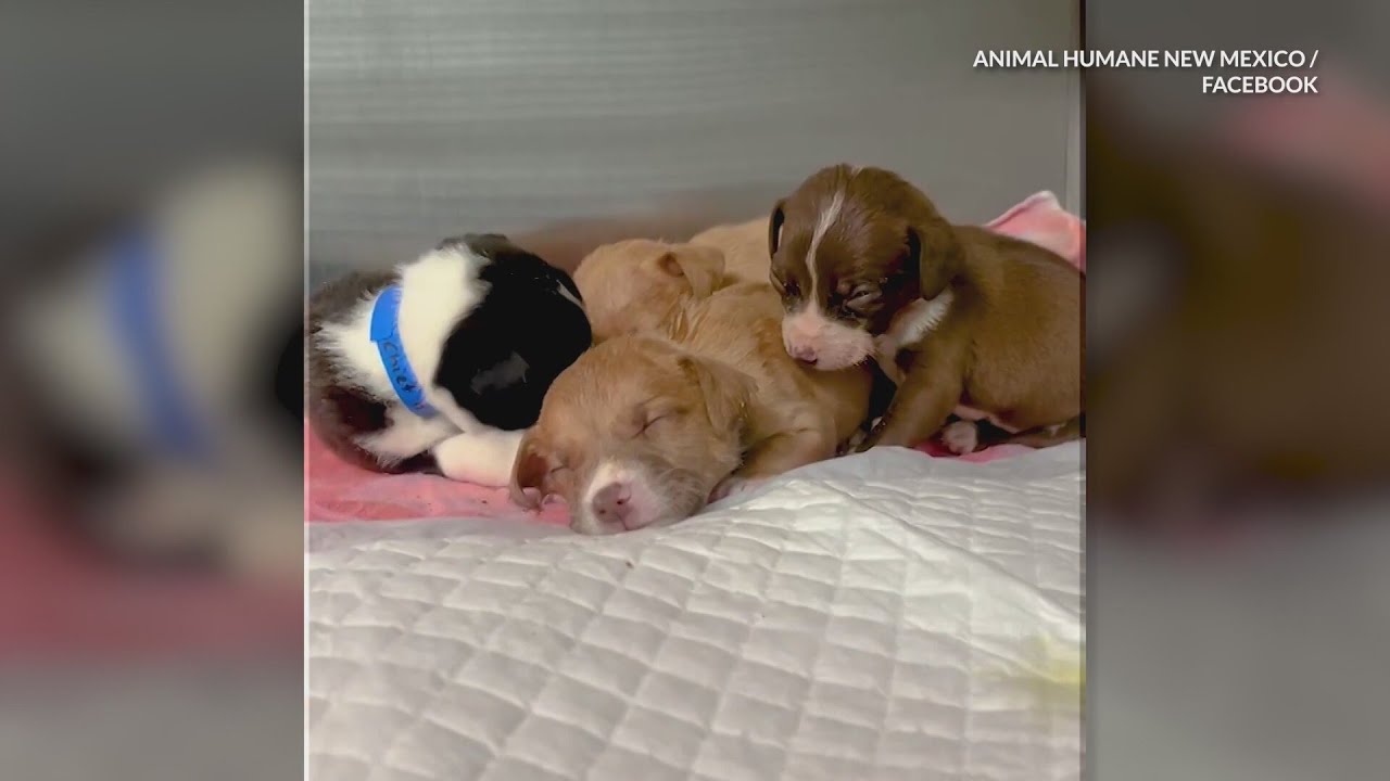 Five puppies in foster homes after being found abandoned in dumpster ...