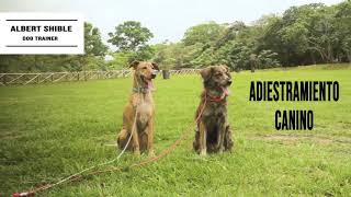 Entrenamiento Canino