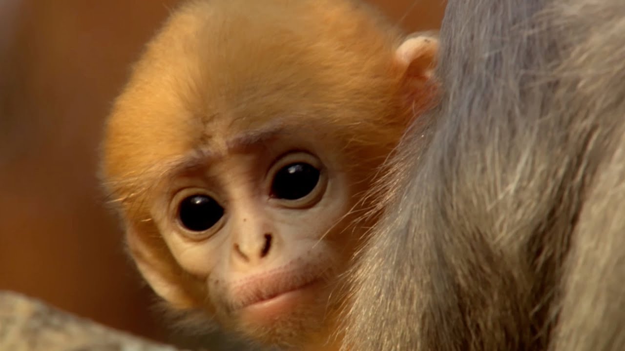 Cute Monkey Baby