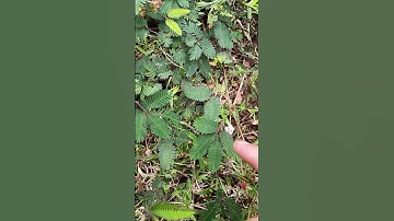 chỉ với 1 nắm cây xấu hổ đỏ không lo đau khớp #short #shorts