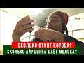 Где купить и сколько стоит АЙРШИРСКАЯ корова?!