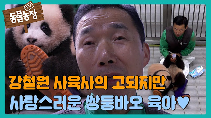 이것이 육아다! 강철원 사육사의 쌍둥바오 육아일기 #TV동물농장 #AnimalFarm #SBSstory